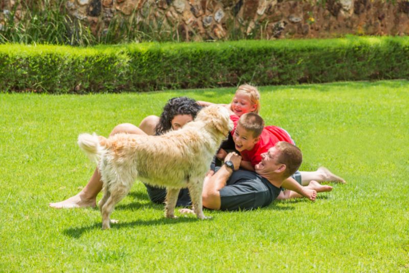 family and dog playing on a synthetic lawn